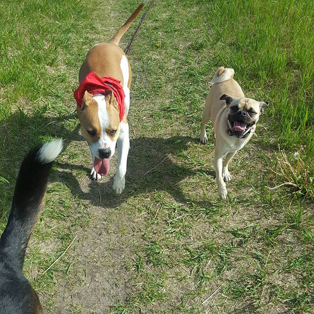 Here are some happy dawgs!!! #sunshine #summer #dogs #packwalks #dogwalker #nwcalgary #yyc