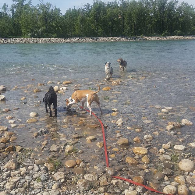 Here are some happy dawgs!!! #sunshine #summer #dogs #packwalks #dogwalker #nwcalgary #yyc