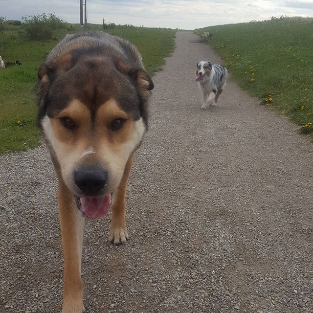Here are some happy dawgs!!! #sunshine #summer #dogs #packwalks #dogwalker #nwcalgary #yyc