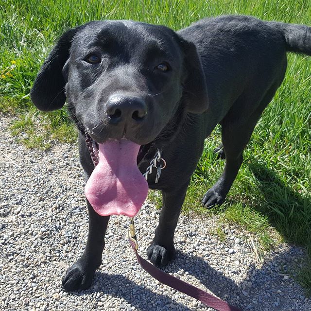 Here are some happy dawgs!!! #sunshine #summer #dogs #packwalks #dogwalker #nwcalgary #yyc