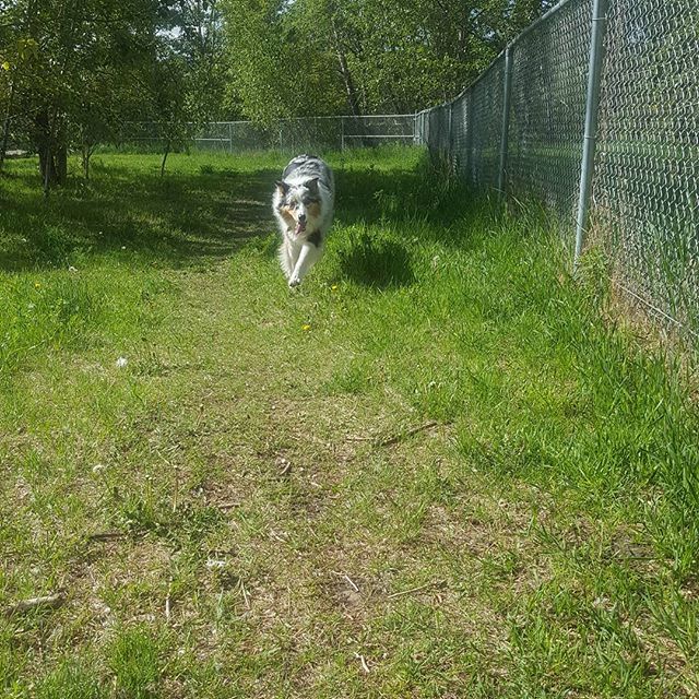 Here are some happy dawgs!!! #sunshine #summer #dogs #packwalks #dogwalker #nwcalgary #yyc