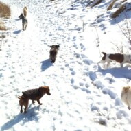 Afternoon pack