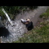 Molly & Fuzz cooling off in the creek