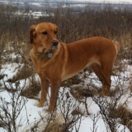Miss Molly stopping to pose for the camera.
