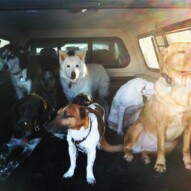 All tired out and ready to head home after a pack walk