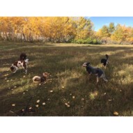 Morning pack #allbreedsallsizes #calgarydogwalker #packwalksinyyc