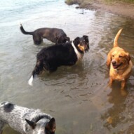 Summer time dog walks in calgary