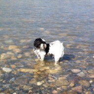 Ace enjoying the river