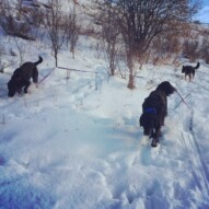 Apollo, whistle and Teela #packwalksinyyc #packwalksswcalgary #dogwalksinswcalgary