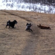 And they're off!!! Lolo, Sophie and Jax.