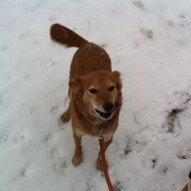 Here is Meisha. A senior pup from a rescue foundation that finally found her forever home.