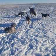 Teddy, Taz, Oliver, Knute, Titus, Samson and Whistle  #calgarydogwalker #calgarypackwalks