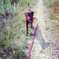 Bruce's first pack walk. Welcome to the pack!