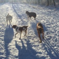 Wallace, Waylon, River and Kia #calgarydogwalker #yycdogwalker