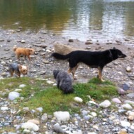 Oliver, Ruby, Teela and Sophie #packwalksswcalgary