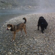 Samson & Whistle #dogwalksincalgary #packwalksyyc