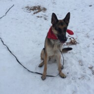 Welcome to the pack, Bailey #dogwalkerincalgary #packwalksswcalgary #allbreedsallsizes