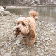 Fozzy checking out the lay of the land…