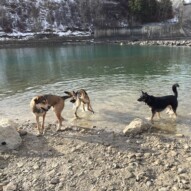 Samson, Bailey and Teela #dogwalkingcalgary #packwalksincalgary #packwalksyyc