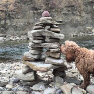 Fozzy Bear is checking things out.