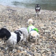 Ace, Mr.Baxter & Lennon #allbreedsallsizes #calgarydogwalks