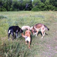 Abby, Piper, Molly and Samson