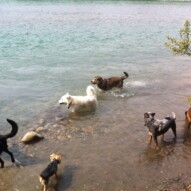 Cooling off in the river