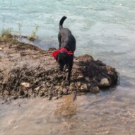 Buddy going for a swim