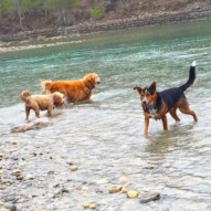 Fozzy, Fin and Oliver in the river… They don't care if it's a spring shower!! #packwalksyyc #runswithroverNW