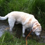 Samson in the creek