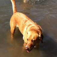 Molly taking a dip in the river