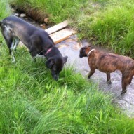 Shea and Piper enjoying the creek