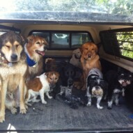 Well behaved pack of dogs