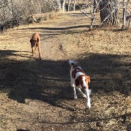 Best buddies: Wallace and River #dogwalkingcalgary