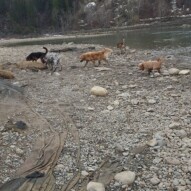 Oliver, Knute, Finnigan, Fozzy & Samson #packwalks #yycdogwalking