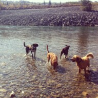 Guinness, Molly, Piper and Shea. #calgarydogwalks