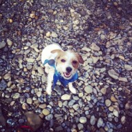 Welcome back Ellie. #southwestpackwalksincalgary