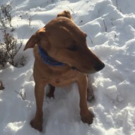 Welcome to the pack, River. #allbreedsallsizes #dogwalkingcalgary #packwalksswcalgary