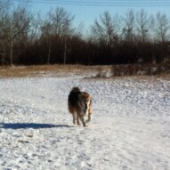 Fred, the senior of the pack #calgarydogwalks #packwalksinyyc #packwalksswcalgary