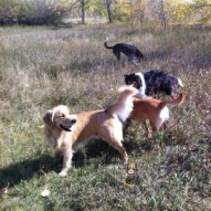 Guinness #swpackwalksincalgary #septemberdogwalks