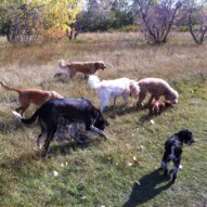 Afternoon pack. #dogwalkingcalgary #swdogwalks