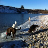 November pack walks #calgarydogwalks #packwalksyyc
