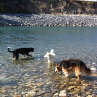 Piper, Kia and Fred #octoberdogwalks