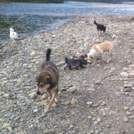 Samson, Sophie, Jazz, Teela and Kia