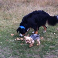 Nelson and Ruby #allbreedsallsizes