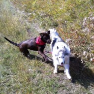 Action shot of Bruce and Kona #dogwalkingcalgary #packwalksyyc
