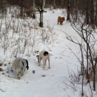 Ace, Ellie and Oliver #dogwalksinswcalgary #dogwalkingcalgary #packwalksswcalgary