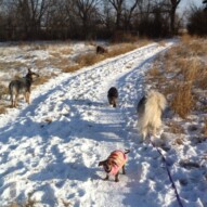 #packwalksyyc #packwalksswcalgary #calgarydogwalks #allbreedsallsizes