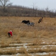 Morning pack #allbreedsallsizes #dogwalkingcalgary #packwalksincalgary