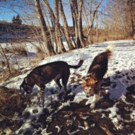Piper and Fred #dogwalkerincalgary #dogwalkingcalgary #dogwalksinswcalgary